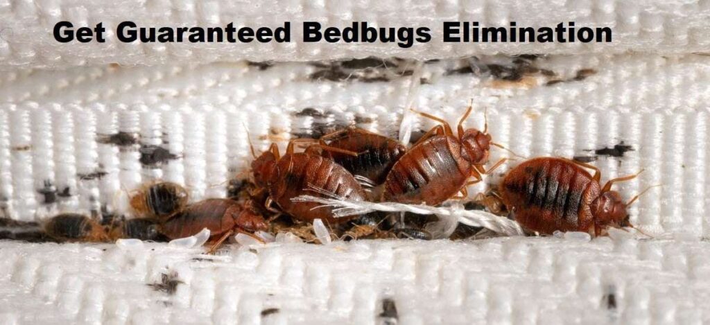 Bed Bugs Control services in Nairobi