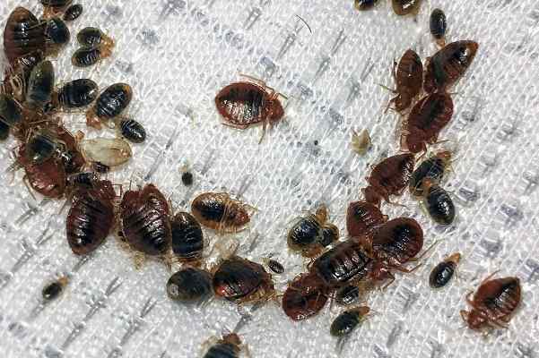 Bed Bugs Control services