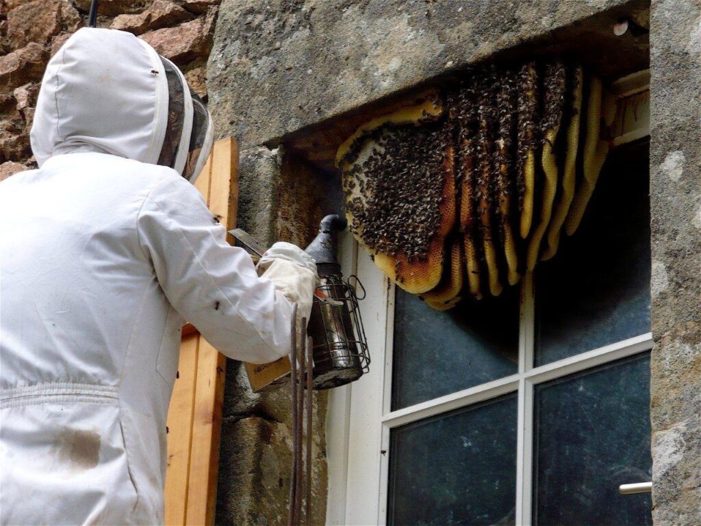 bees removal services in Nairobi.