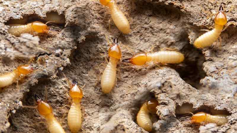 termite control