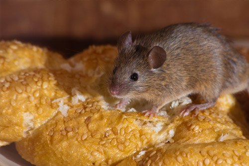 rodents control services in Nairobi