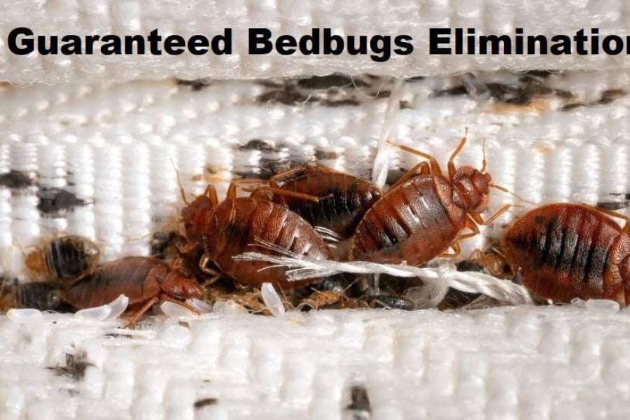 Bed Bugs Control services in Nairobi
