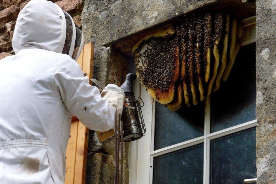 bees removal services in Nairobi.