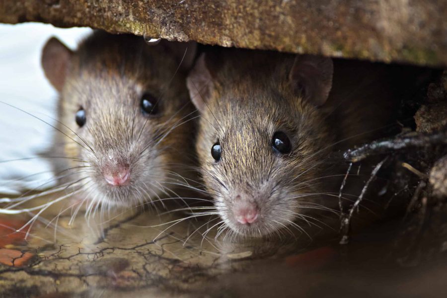 rodents control services
